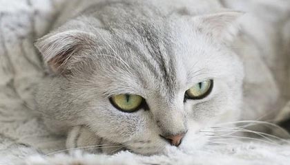 宜昌伴游,定制QQ:3494206190微信:act1322